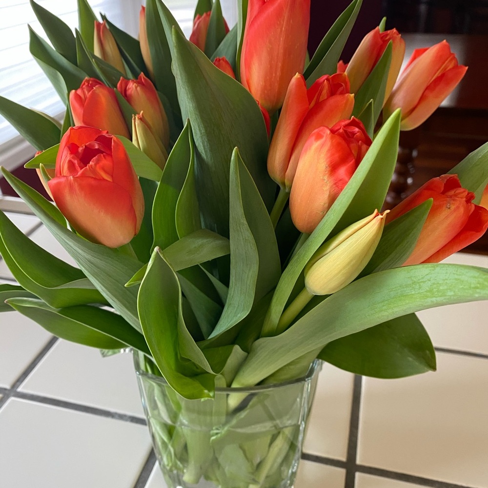 Meet your Posher, Suzanne